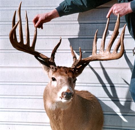 20 Biggest Typical Whitetail Bucks Of All Time Petersen S Hunting
