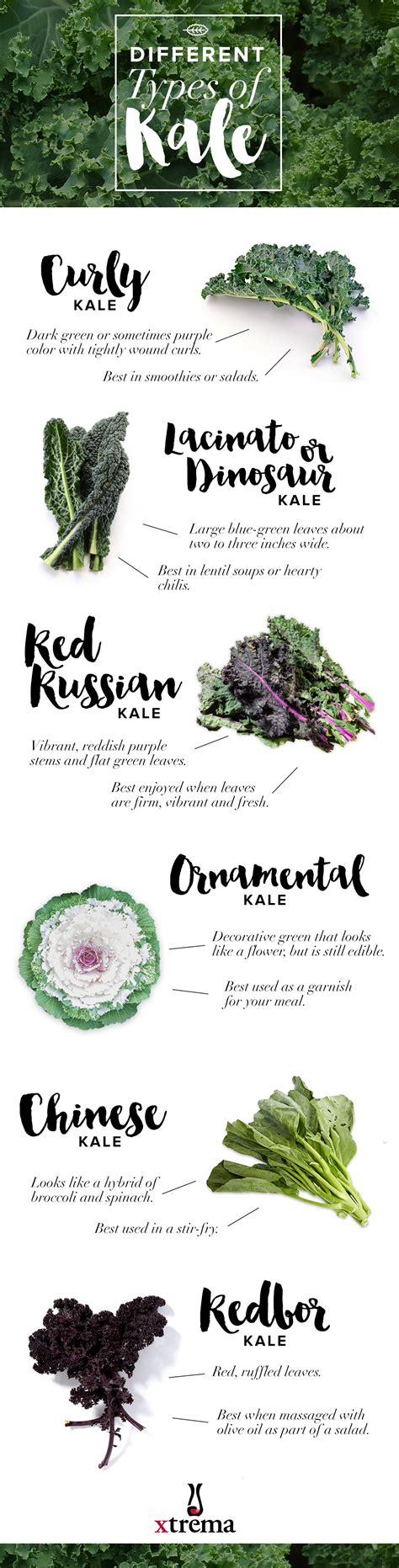 7 Types Of Kale Discover Varieties And Their Uses