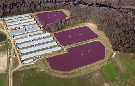 After Six Years Environmental Cleanup Around At 11 North Carolina Hog Farms Will Finally Be Mandatory After Six Years Environmental Cleanup Around At 11 North Carolina Hog Farms Will Finally Be Mandatory