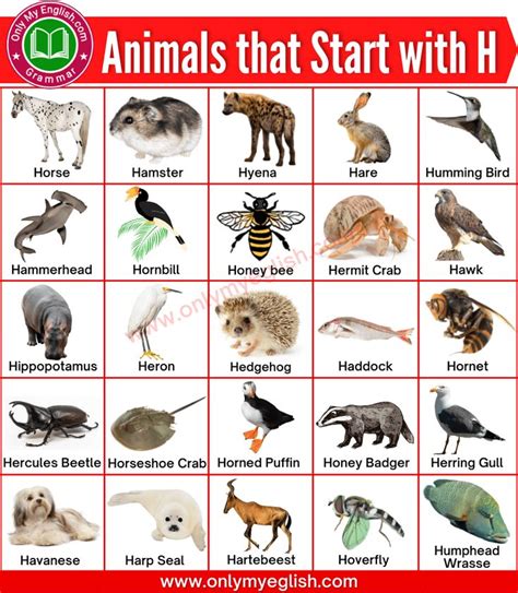 Animals That Start With H Alphabetical List Of Animals Animals That Start With H Alphabetical List Of Animals