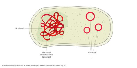 Bacterial Dna The Role Of Plasmids Science Learning Hub