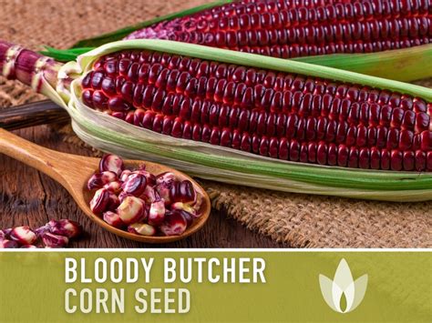 Bloody Butcher Heirloom Bean Seeds Company Bloody Butcher Heirloom Bean Seeds Company