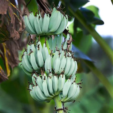 Blue Java Banana For Sale Online The Tree Center Blue Java Banana For Sale Online The Tree Center