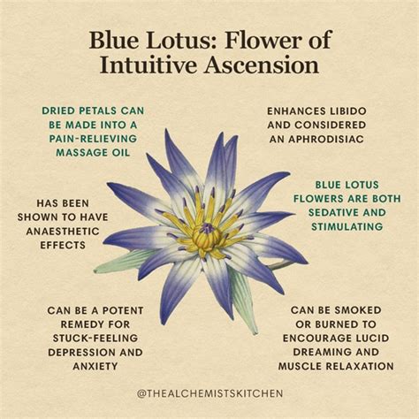 Blue Lotus Benefits Side Effects And Safety Blue Lotus Benefits Side Effects And Safety