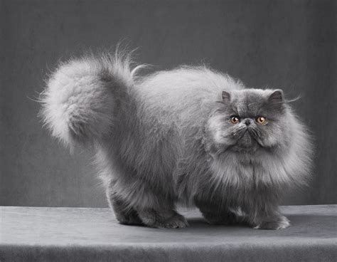 Blue Persian Blue Persian
