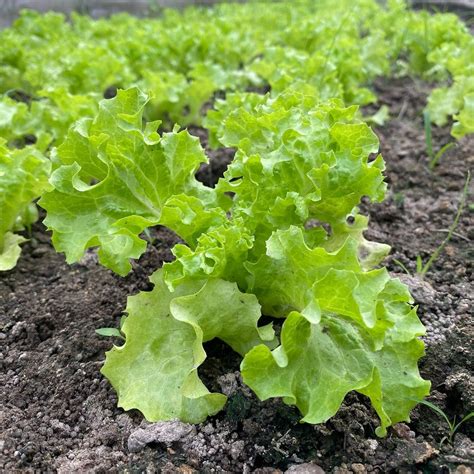 Buy Iceberg Lettuce Seeds Online In India At Best Price Mtseedbank In
