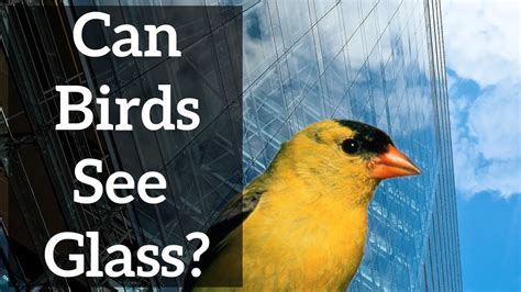Can Birds See Glass