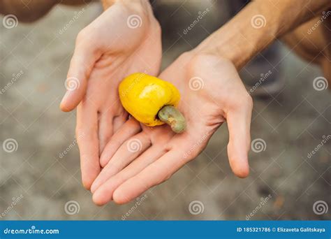 Cashew Fruit Hands At Hudson Gooch Blog Cashew Fruit Hands At Hudson Gooch Blog