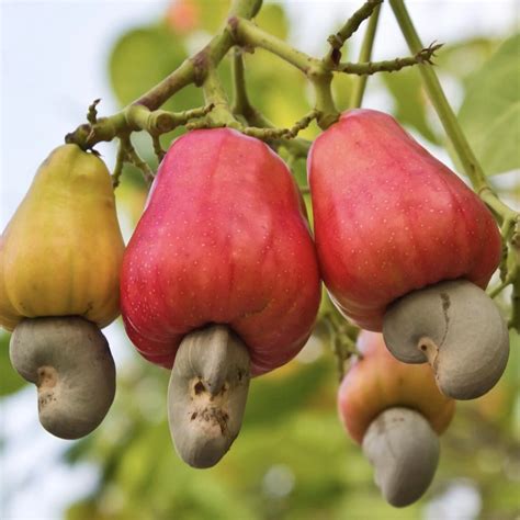 Cashew Nut Fruit Cashew Nut Fruit