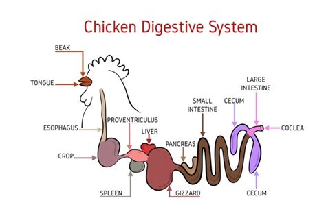 Chicken Digestive Over 200 Royalty Free Licensable Stock Illustrations Drawings Shutterstock