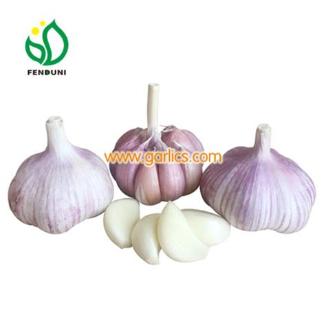 Chinese Wholesale Garlic Manufacturer Competitive Garlic Price Chinese Wholesale Garlic Manufacturer Competitive Garlic Price