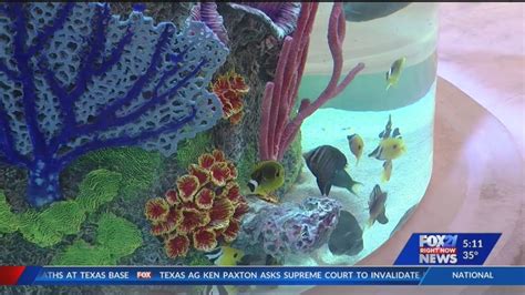 Colorado Springs Scheels Aquarium Stocked With Hundreds Of Fish Fox21 News Colorado Colorado Springs Scheels Aquarium Stocked With Hundreds Of Fish Fox21 News Colorado