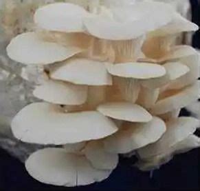 Cream Dried Fresh Oyster Mushroom At Best Price In Kolkata Ashtonium Cream Dried Fresh Oyster Mushroom At Best Price In Kolkata Ashtonium