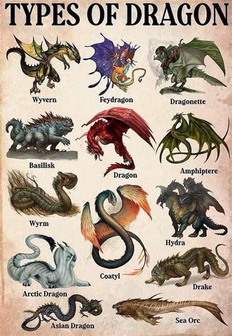 Different Kinds Of Dragons