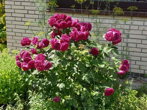 Dirk Amp 39 S Rose Guide Sophie Luise Dirk Amp 39 S Rose Guide Sophie Luise