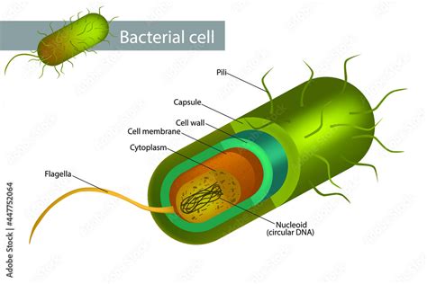 Does Bacteria Have Dna