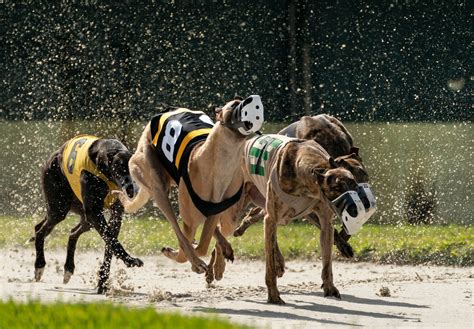 Dog Days Of Florida Come To An End With Total Demise Of U S Greyhound Racing Within Sight Dog Days Of Florida Come To An End With Total Demise Of U S Greyhound Racing Within Sight