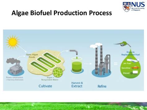 Eel Biofuels Why Algae Eel Biofuels Why Algae