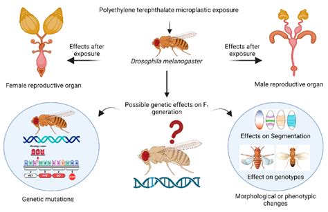 Effects Of Cocaine Nicotine And Marijuana Exposure In Drosophila Melanogaster Development A Systematic Review And Meta Analysis Sciencedirect