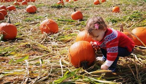 Fall Fun In Canada Chudleighs Apple Farm Baby Loves To Travel Fall Fun In Canada Chudleighs Apple Farm Baby Loves To Travel