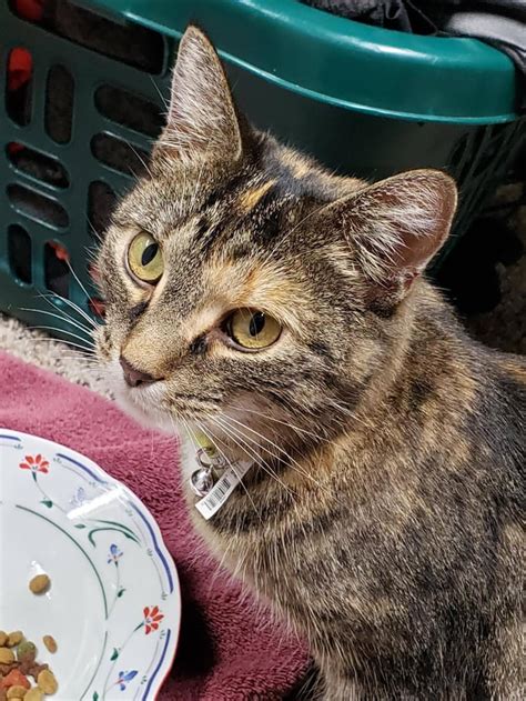 Found Cat Near Park Center High School Brooklyn Park R Twincities Found Cat Near Park Center High School Brooklyn Park R Twincities