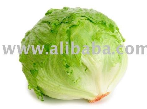 Fresh Iceberg Lettuce Iran Gac Price Supplier 21Food