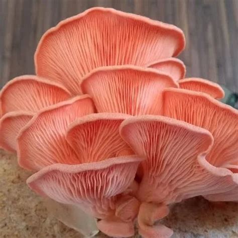 Fresh Oyster Mushroom At 200 Kg Pink Oyster Mushroom In Kashipur Fresh Oyster Mushroom At 200 Kg Pink Oyster Mushroom In Kashipur
