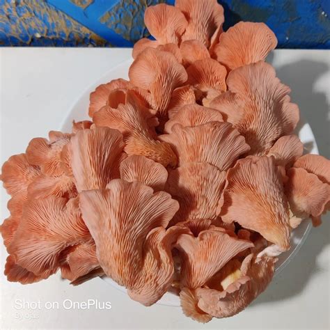 Fresh Oyster Mushroom At Best Price In Ahmednagar Maharashtra Sujana Fresh Oyster Mushroom At Best Price In Ahmednagar Maharashtra Sujana