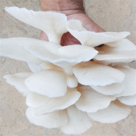 Fresh White Oyster Mushroom At Best Price In Indore Mushroom House Fresh White Oyster Mushroom At Best Price In Indore Mushroom House