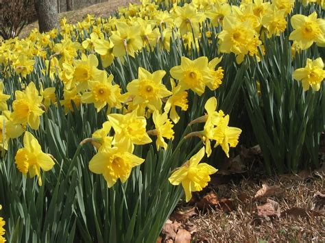 Get Your Jonquils Jonquil City Smyrna Ga Patch Get Your Jonquils Jonquil City Smyrna Ga Patch