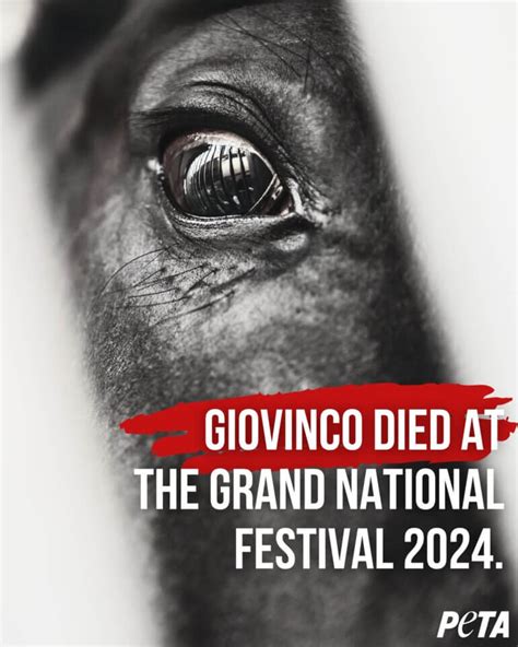 Grand National Festival 2024 Giovinco And Pikar Have Died On Day Two Grand National Festival 2024 Giovinco And Pikar Have Died On Day Two