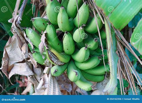 Green Banana Fruits On The Tree In A Banana Farm Near Luxor Stock Photo Green Banana Fruits On The Tree In A Banana Farm Near Luxor Stock Photo