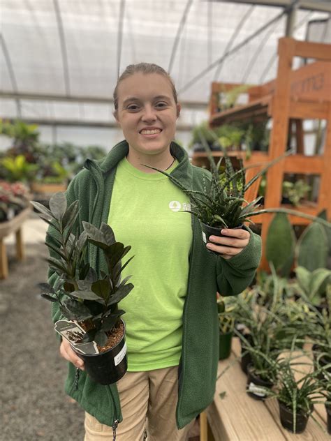 Green Side Up House Plants Fayetteville Nc Green Side Up House Plants Fayetteville Nc