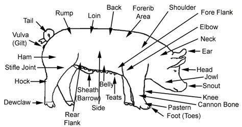 Hog Body Parts Hog Body Parts