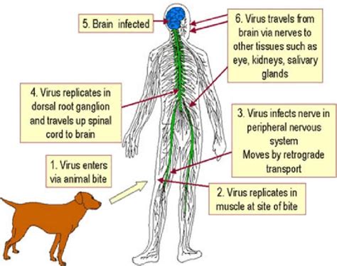 How Is Rabies Virus Spread