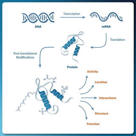 How Many Proteins Before Ptm Vs Phosphorylation Timing