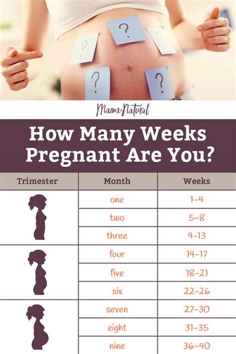 How Many Weeks For Pregnant