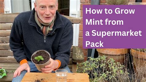 How To Grow Mint From A Supermarket Pack How To Grow Mint From A Supermarket Pack
