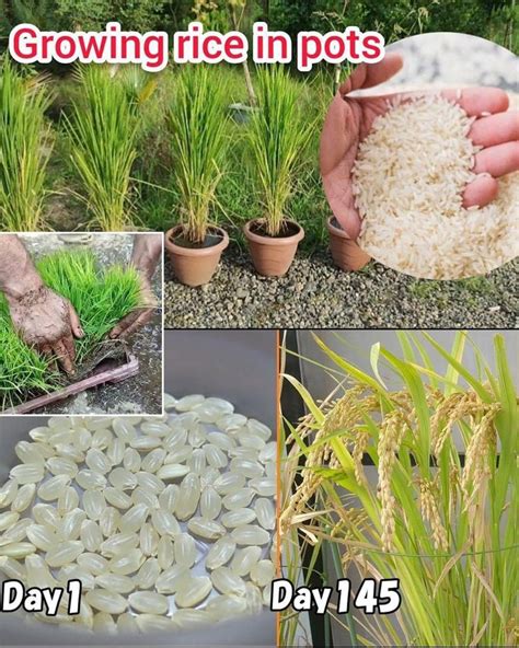 How To Grow Rice From Store Bought Brown Rice At Home In A Pot Full How To Grow Rice From Store Bought Brown Rice At Home In A Pot Full