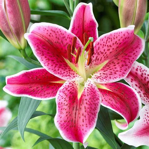 How To Plant And Grow Lily How To Plant And Grow Lily
