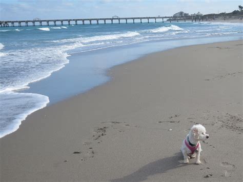 Is Juno Beach Dog Friendly Is Juno Beach Dog Friendly