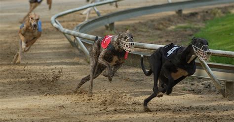 It S Time To Stop Greyhound Racing In Its Tracks Aspca It S Time To Stop Greyhound Racing In Its Tracks Aspca