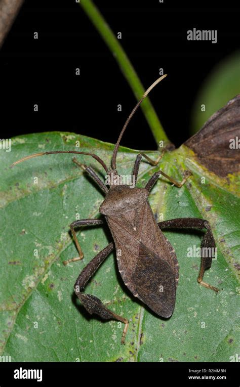 Leaf Footed Bug Hi Res Stock Photography And Images Alamy