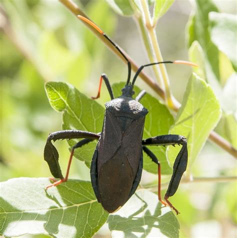Leaf Legged Bug Control