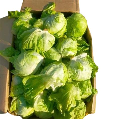 Lettuce Iceberg At Best Price In New Delhi Delhi Prajapati Traders