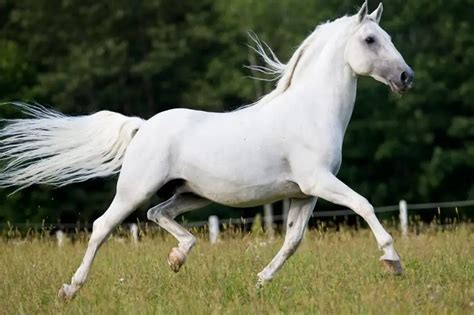 Lipizzaner Horse Lipizzaner Horse