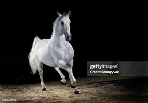 Lipizzaner Stallions Stock Photos Amp Lipizzaner Stallions Stock Images Lipizzaner Stallions Stock Photos Amp Lipizzaner Stallions Stock Images
