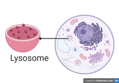 Lysosome Structure And Function Microbe Online Lysosome Structure And Function Microbe Online