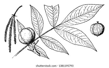 Master Mockernut Hickory Tree Drawing Today