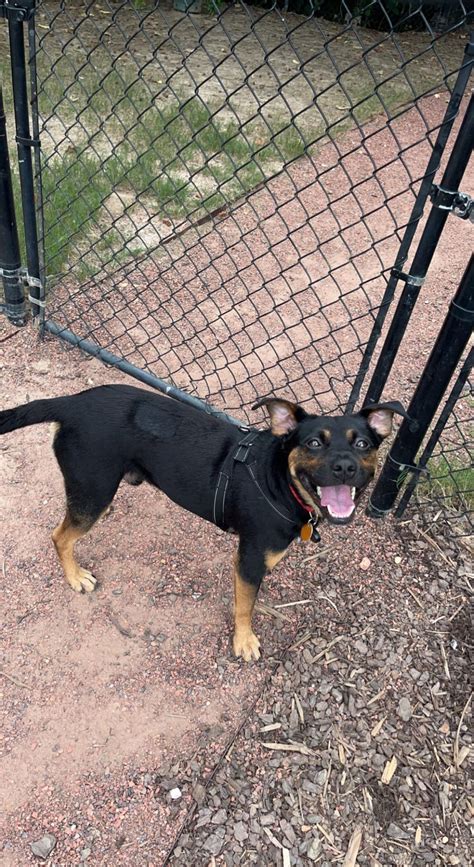 My Rescue Dogs Results R Doggydna